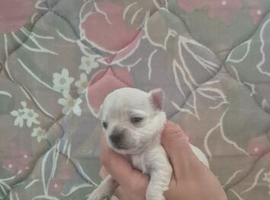 Apple head chihuahuas