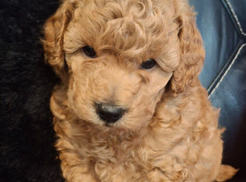 Toy poodle boy apricot
