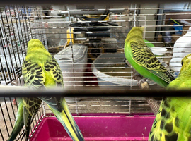 Very young budgies available not long out the nest ready to go &pound;20 each Only one left available