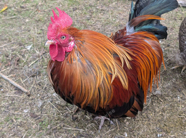 Free Hen and Rooster