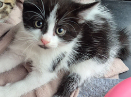 For sale black and white fluffy kitten