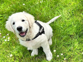Kc golden retriever