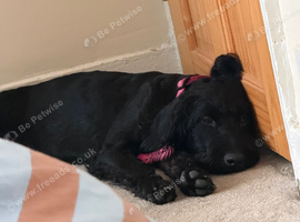 Mini labradoodle