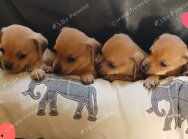Chiweenie
