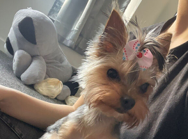 Yorkshire Terrier