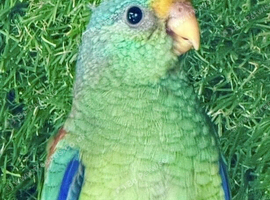 Mulga Parrot cock bird aviary bred 2026