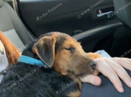 Lakeland puppy for sale