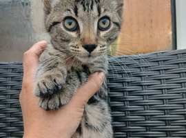 Bengal xx