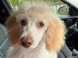Poodle