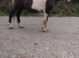 Black and white Shetland colt