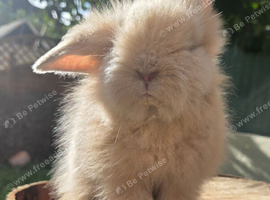 Super fluffy & freindly  baby bunnie TEDDYWIDERS