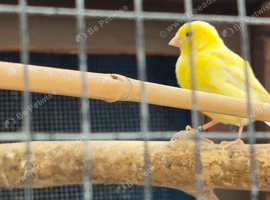 Fife canary