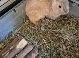 Loving Home Needed For Jerry!