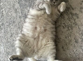 GCCF reg 4 year old neutered BSH girl