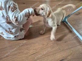 Labrador retriever puppy