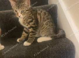Aegean boy cat