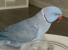 Blue ringneck