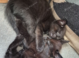Kittens