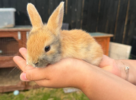 Lop x babies