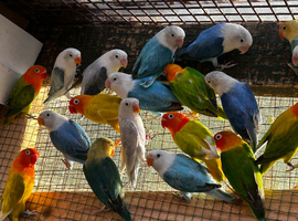 Beautiful baby lovebirds and adult lovebirds in Birmingham
