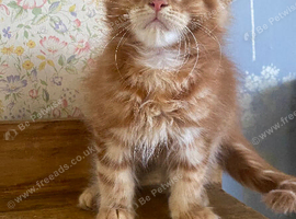 Full Maine Coon Russian Bred Male Kittens