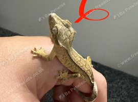 Partial Pinstripe Flame (or low-expression Harlequin)