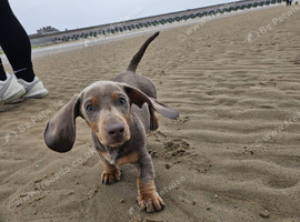 Looking for a new Home for Stevie