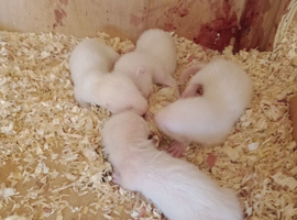 Ferret kits