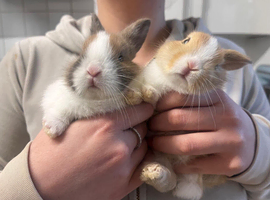 Cute Mixed dwarf-type