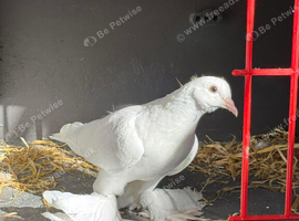 Show pigeons