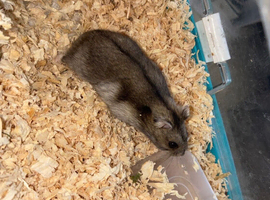Male Russian dwarf hamster