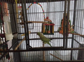 Male ringneck