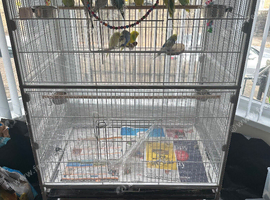 Budgies albinos litino handtame breeding pairs etc