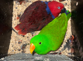 Parrot