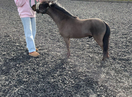 BMHS & AMHA 3yr old fully registered licensed stallion
