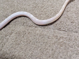 Snow motley female corn snake