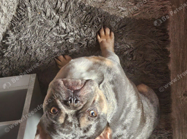 French Bulldog Puppies