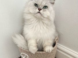 Silver-tip Chinchilla Persian Rehoming