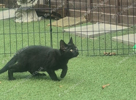 Beautiful black boy kitten for sale