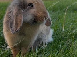 Mini Lop Cross