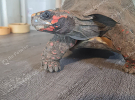 Redfooted tortoises