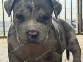 Pocket Bullyz female puppy ready to go now!!!