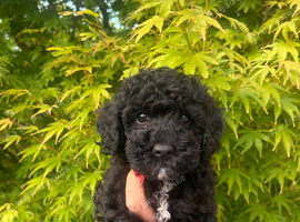 Stunning Maltipoo puppies !