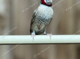 Cut throat finches