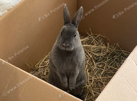 Mini Rex 4 months