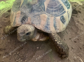 Hermanns tortoise for rehoming