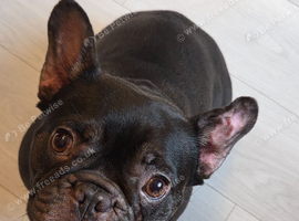 French bulldog for sale
