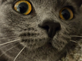 BSH munchkin