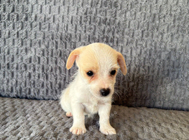 Jack Russell puppies