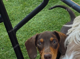Amazing choc and tan miniature dachshund